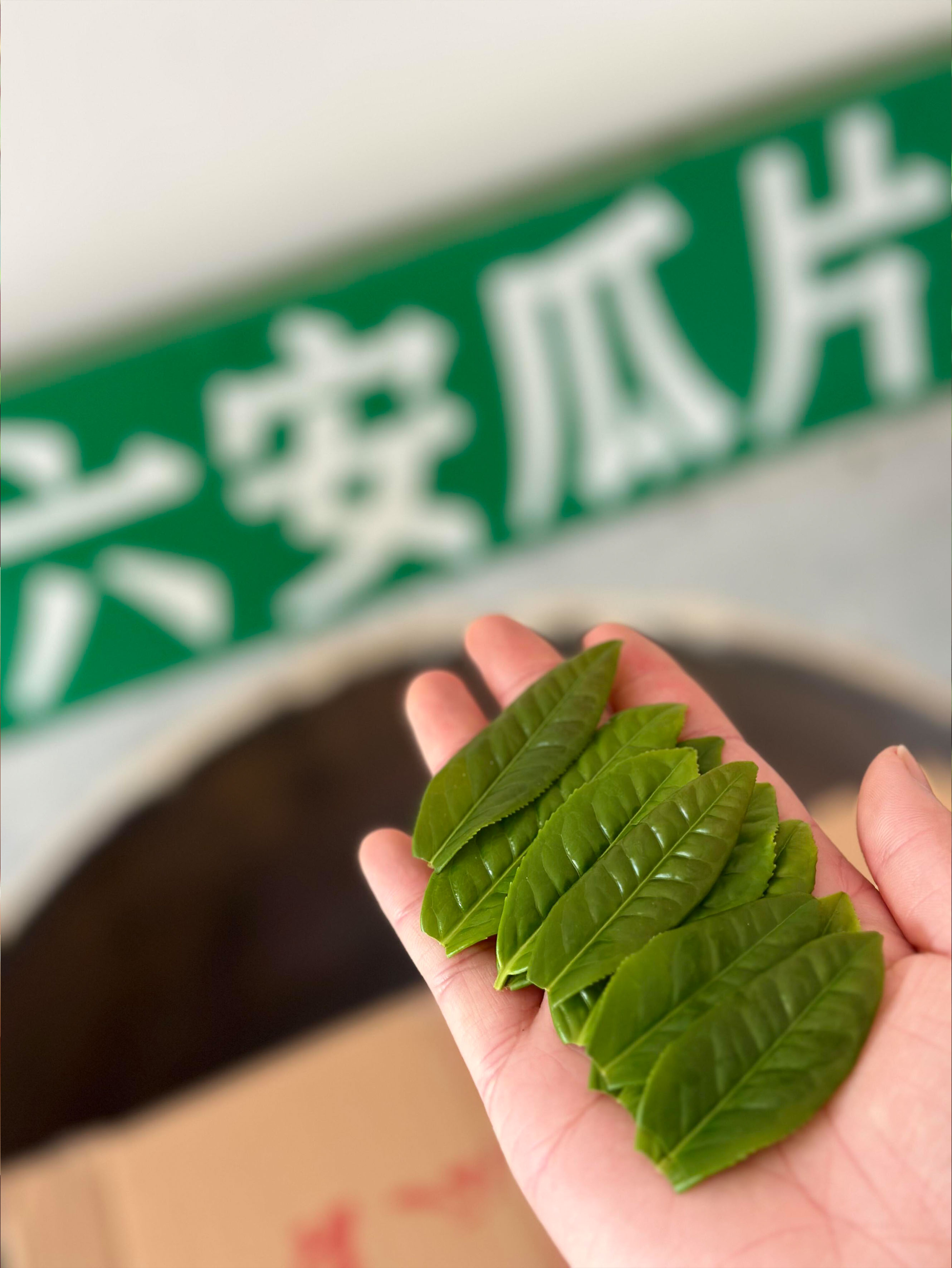 六安瓜片长期保存方法