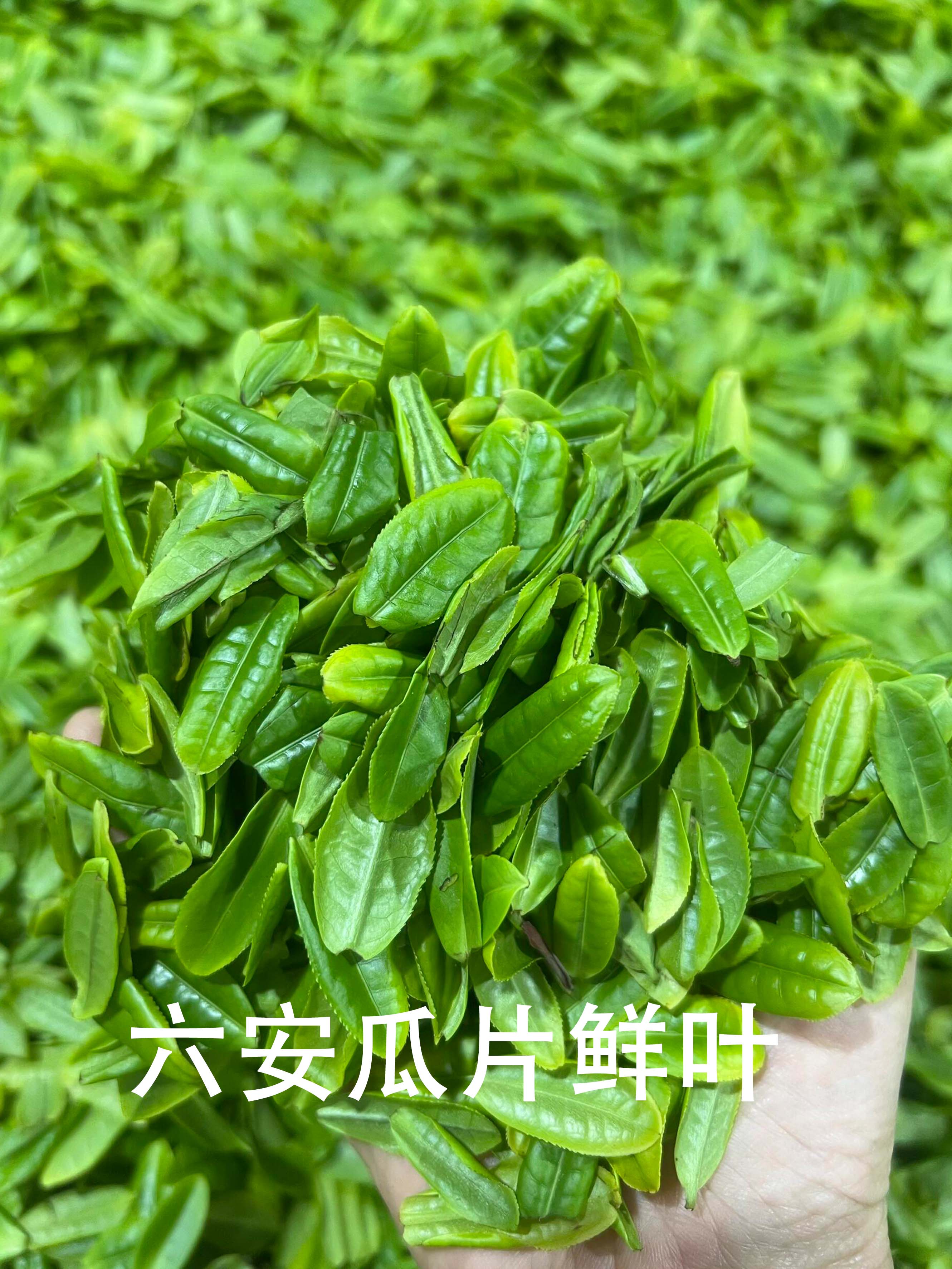 六安瓜片的采摘标准是什么？